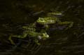 Teichfrosch (Rana kl. esculenta) - 14